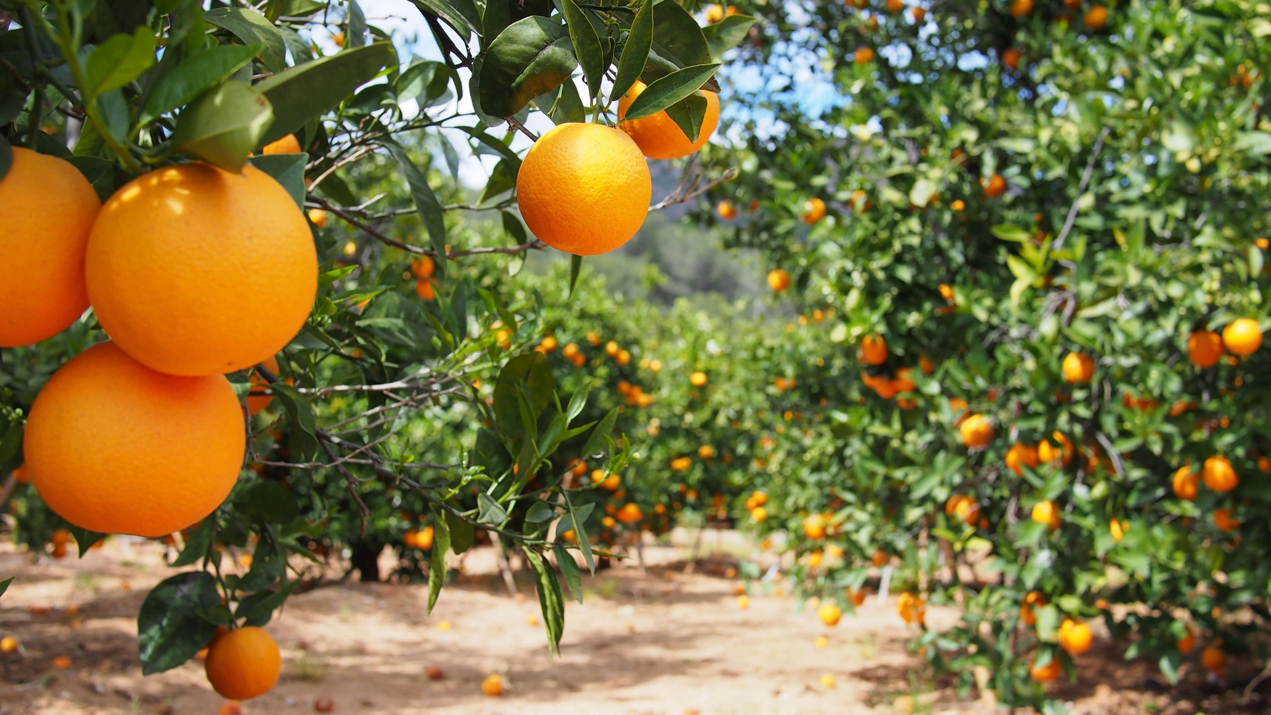 oranges